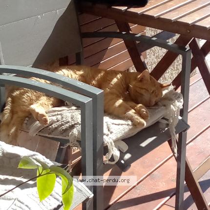 Foto 3/3 Gato encontrado Encontrado en Viellesegure