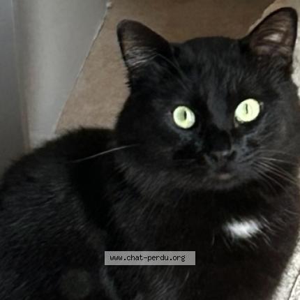 Foto 1/1 Azraël Chat perdido en Ferrals les corbieres