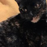 Foto de un gato reunido en La Mairena Ojen