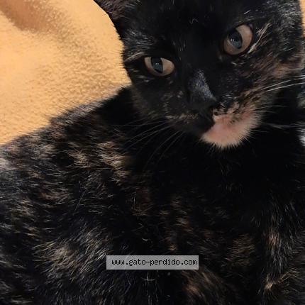 Foto 1/1 Gato encontrado Perdido en La mairena ojen