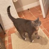 Foto del gato perdido en Neoules