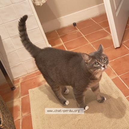 Foto 1/1 Yucca Chat perdido en Neoules