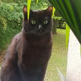 Foto del gato perdido en Noisy Le Grand