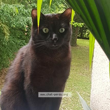 Foto 1/1 Wolfgang Chat perdido en Noisy le grand