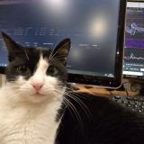 Foto del gato perdido en Livry Gargan