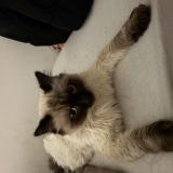 Foto del gato perdido en Charnay Les Macon