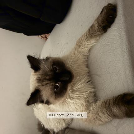 Foto 1/1 Tomy Chat perdido en Charnay les macon