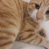 Foto del gato perdido en Grabels