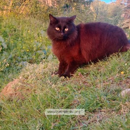 Foto 1/1 Baghera Chat perdido en Dieppe