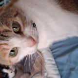 Foto del gato perdido en Brest 29