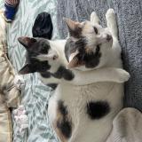 Foto del gato perdido en Crevin