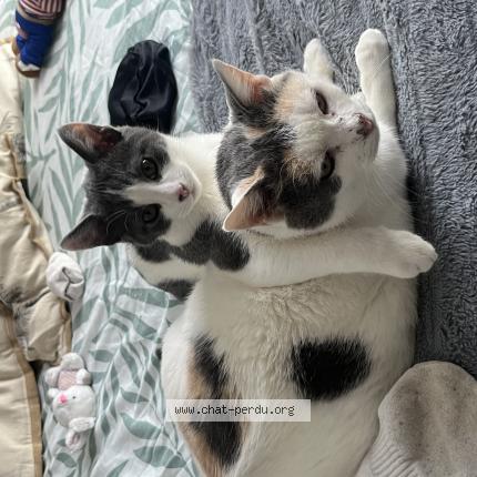 Foto 1/1 Fibi Chat perdido en Crevin