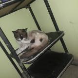 Foto del gato perdido en Las Mercedes Manchay