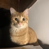 Foto del gato perdido en Marseille