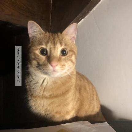 Foto 1/1 GINGER Chat perdido en Marseille