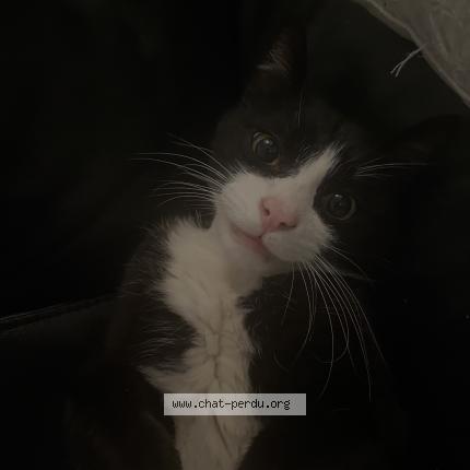 Foto 1/1 Assad Chat perdido en Grenoble