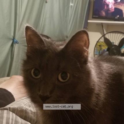 Foto 1/1 Cosmo Chat perdido en San diego
