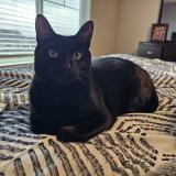 Foto del gato perdido en Beaverton