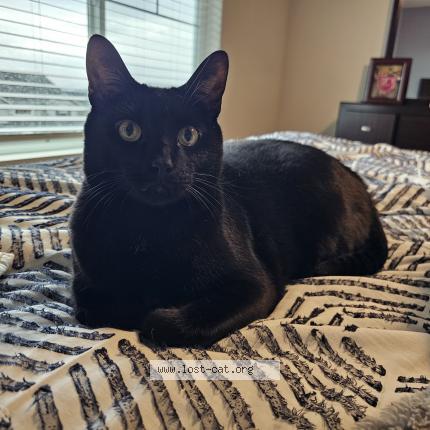 Foto 1/1 Blake Chat perdido en Beaverton