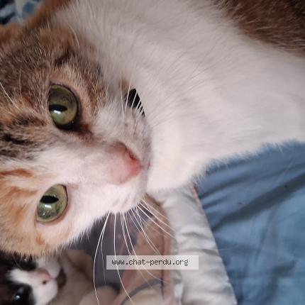 Foto 1/1 Chipie Chat perdido en Brest 29