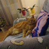 Foto del gato perdido en Pierrefeu