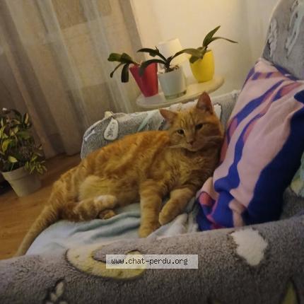 Foto 1/1 Lucky Chat perdido en Pierrefeu