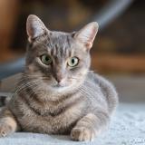 Foto del gato perdido en Blagnac