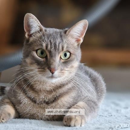 Foto 1/1 Darwin Chat perdido en Blagnac