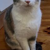 Foto del gato perdido en Curis Au Mont D Or