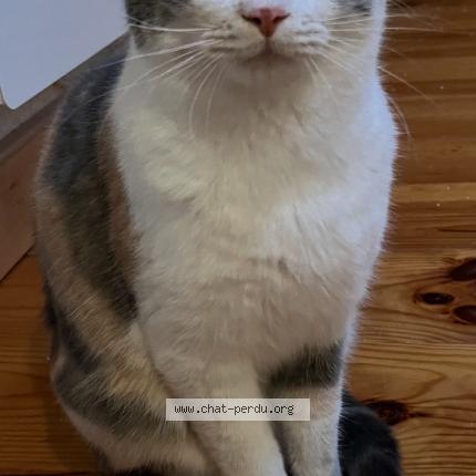 Foto 1/1 Maneki Chat perdido en Curis au mont d or