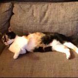 Foto del gato perdido en Chamboeuf