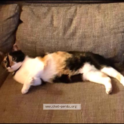 Foto 1/1 Nala Chat perdido en Chamboeuf