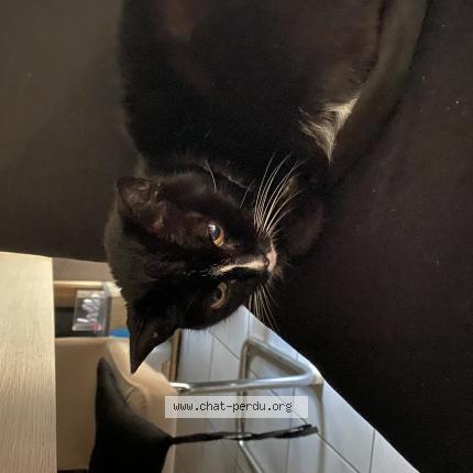 Foto 1/1 Gato encontrado Encontrado en Marseille