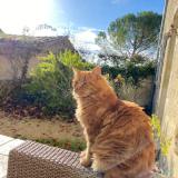 Foto del gato perdido en Condom