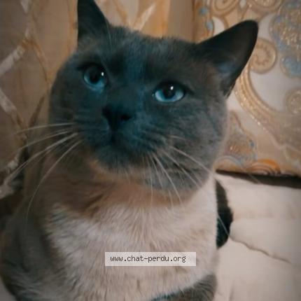 Foto 1/1 Filou Chat perdido en Molenbeek