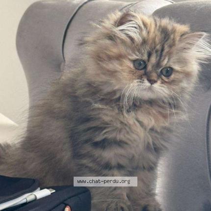 Foto 1/1 Laure Chat perdido en Paris