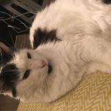 Foto del gato perdido en Villejuif