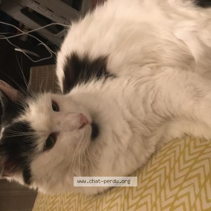 Foto 1/1 Litchi Chat perdido en Villejuif