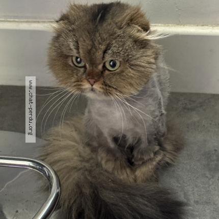 Foto 1/1 Gato encontrado Encontrado en Asnieres sur seine