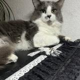 Foto del gato perdido en Madeleine