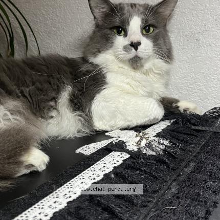 Foto 1/1 Moka Chat perdido en Madeleine