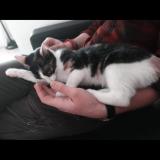 Foto del gato perdido en La Gorgue