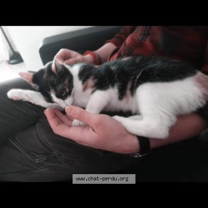 Foto 1/1 Odyssey Chat perdido en La gorgue