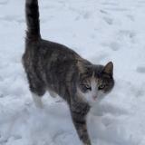 Foto del gato perdido en Templeuve En Pevele