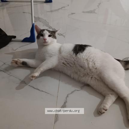 Foto 1/1 Minouche Chat perdido en Lamecourt