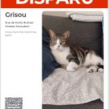 Foto del gato perdido en Escaudain