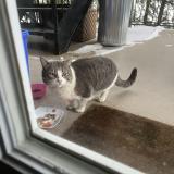 Foto de gato encontrado en Lasalle