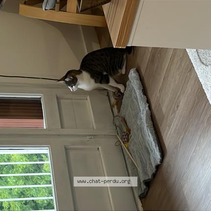 Foto 1/1 Mia Chat perdido en Creteil