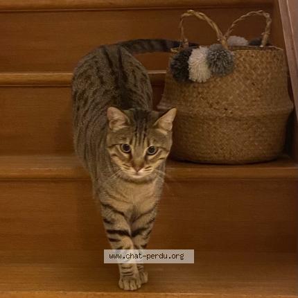 Foto 1/1 Gato encontrado Perdido en Nantes