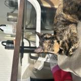 Foto del gato perdido en Brotte Les Luxeuil